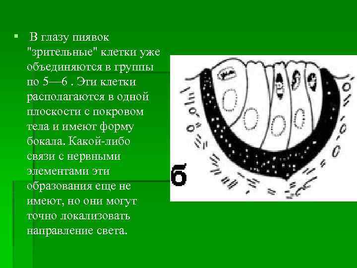 § В глазу пиявок 