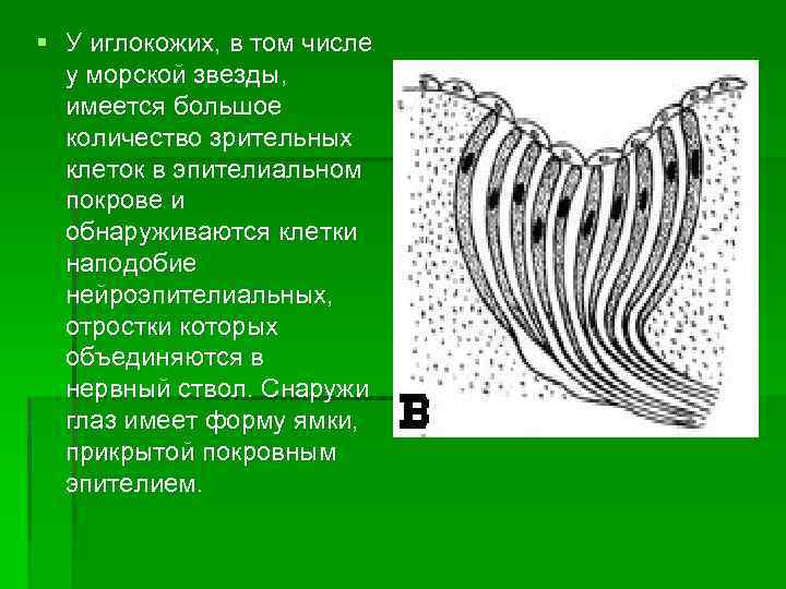 § У иглокожих, в том числе у морской звезды, имеется большое количество зрительных клеток