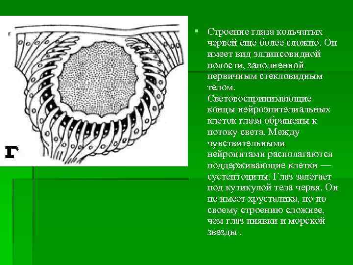 § Строение глаза кольчатых червей еще более сложно. Он имеет вид эллипсовидной полости, заполненной