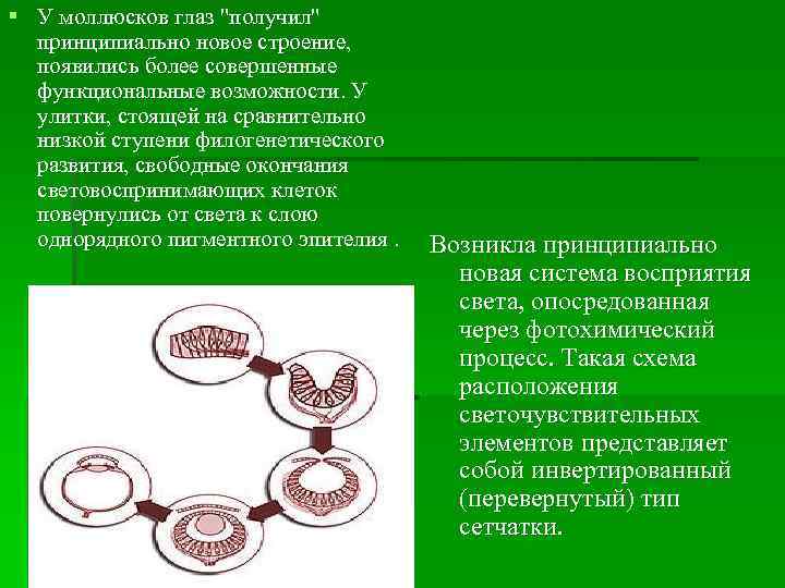 § У моллюсков глаз 