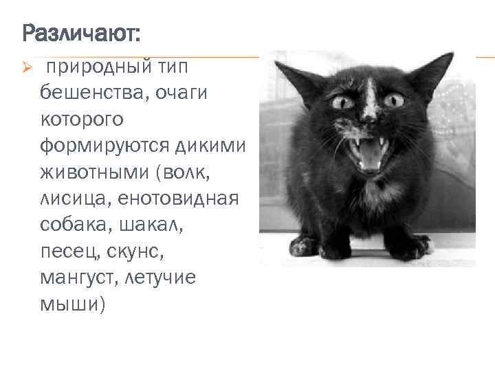 Различают: Ø природный тип бешенства, очаги которого формируются дикими животными (волк, лисица, енотовидная собака,