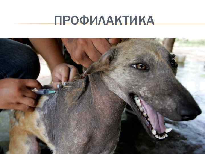 ПРОФИЛАКТИКА 