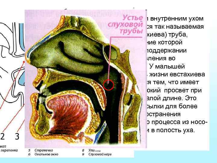 Между глоткой и внутренним ухом человека имеется так называемая слуховая (евстахиева) труба, основное значение