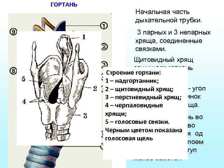 ГОРТАНЬ Начальная часть дыхательной трубки. 3 парных и 3 непарных хряща, соединенные связками. Щитовидный