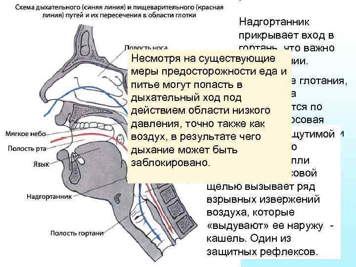 При глотании надгортанник