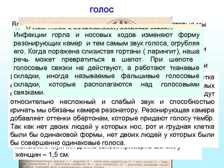 ГОЛОС Все что движется может производить вибрации, которые мы У мальчиков в подростковом возрасте