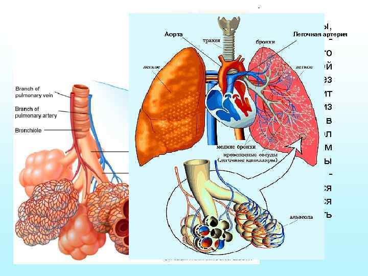 От бронхиол отходят тончайшие альвеолярные ходы, Аорта Легочная артерия стенки которых образуют многочисленные выпячивания