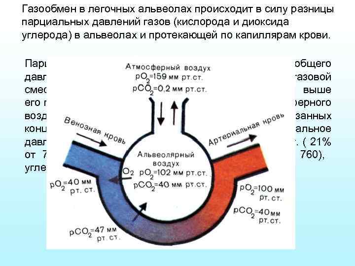 Газообмен в легочных альвеолах происходит в силу разницы парциальных давлений газов (кислорода и диоксида