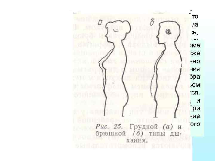 Дыхательные движения обеспечивают вдохи и выдохи , то есть попеременные увеличения и уменьшения объема