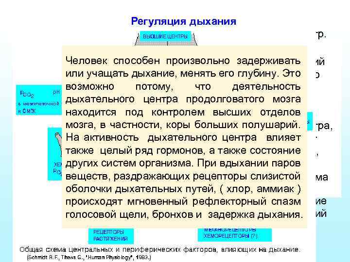 Регуляция дыхания В продолговатом мозге расположен дыхательный центр. Дыхательный центр обладает автоматией Он представляет