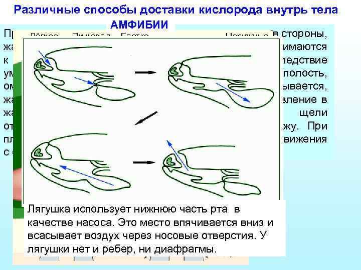 Различные способы доставки кислорода внутрь тела АМФИБИИ При вдохе рот открывается, жаберные дуги отходят