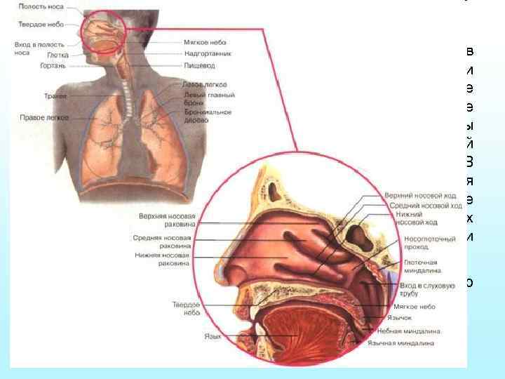 Воздухоносные пути, обеспечивающие поступление воздуха в легкие, начинаются носовой полостью. В образовании носовой полости