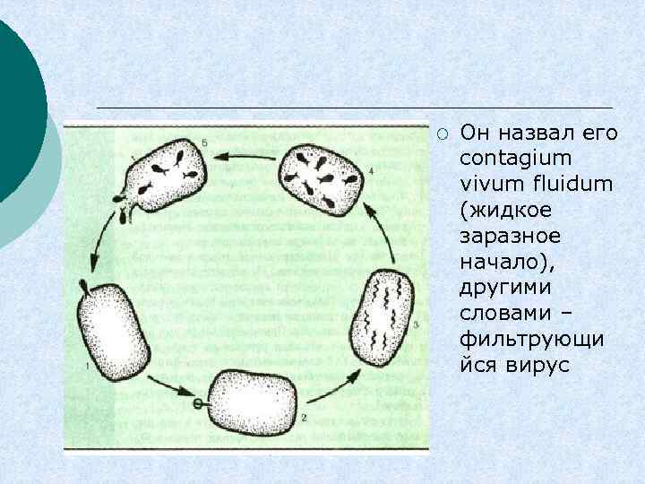 ¡ Он назвал его contagium vivum fluidum (жидкое заразное начало), другими словами – фильтрующи