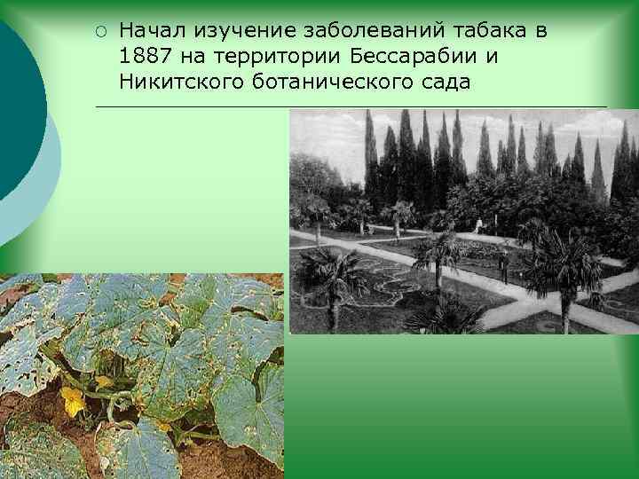 ¡ Начал изучение заболеваний табака в 1887 на территории Бессарабии и Никитского ботанического сада