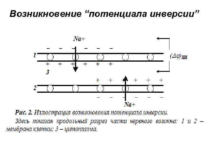 Возникновение “потенциала инверсии” 