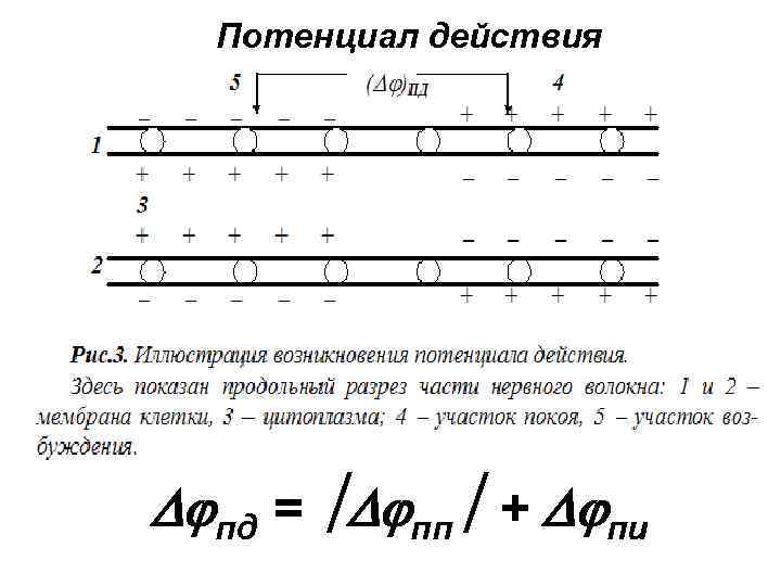 Потенциал действия пд = пп + пи 