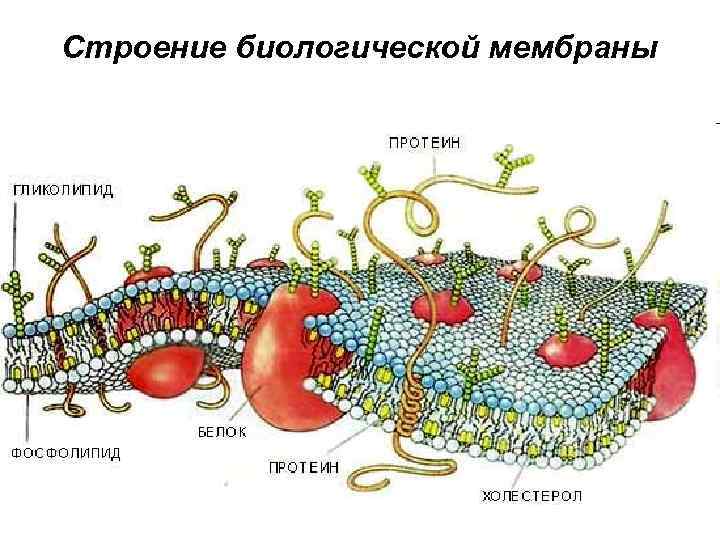 Строение биологической мембраны 