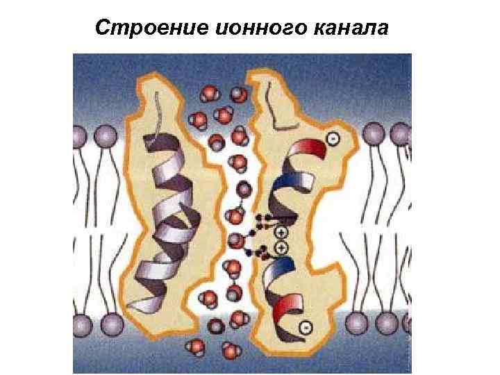 Строение ионного канала 