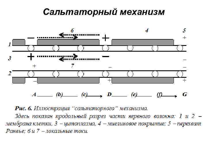 Сальтаторный механизм 