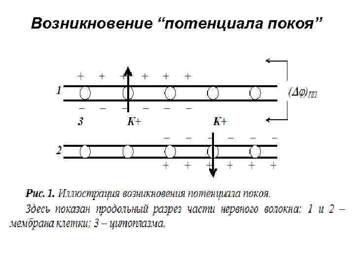 Возникновение “потенциала покоя” 