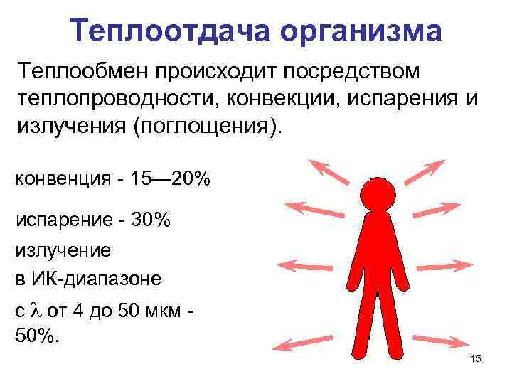 Теплоотдача организма Теплообмен происходит посредством теплопроводности, конвекции, испарения и излучения (поглощения). конвенция - 15—