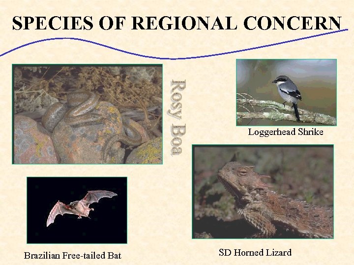 SPECIES OF REGIONAL CONCERN Loggerhead Shrike Brazilian Free-tailed Bat SD Horned Lizard 