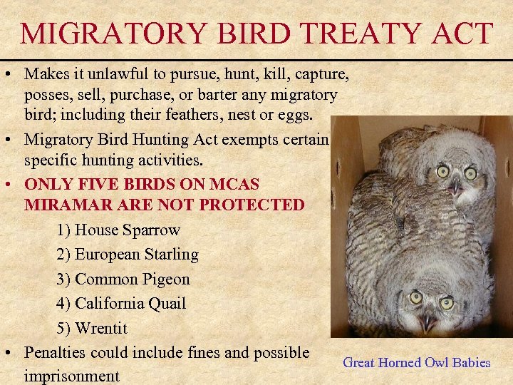 MIGRATORY BIRD TREATY ACT • Makes it unlawful to pursue, hunt, kill, capture, posses,