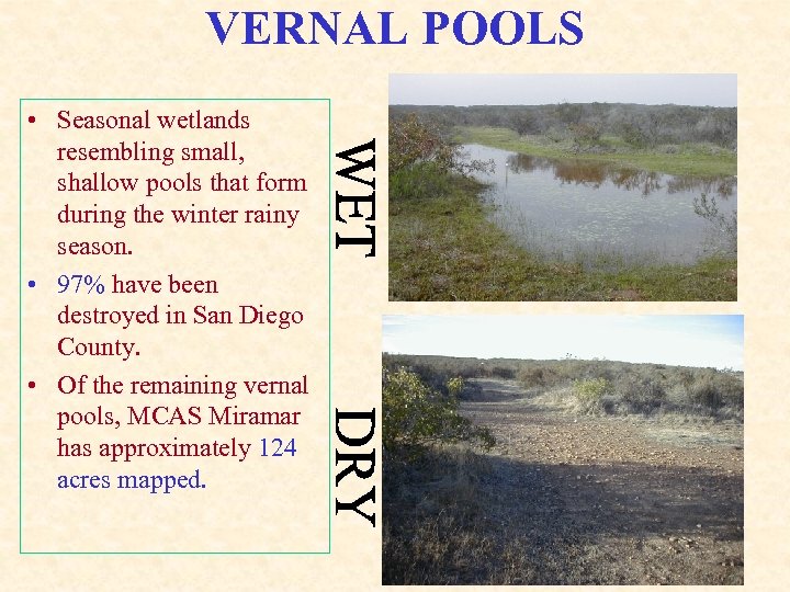 VERNAL POOLS • Seasonal wetlands resembling small, shallow pools that form during the winter