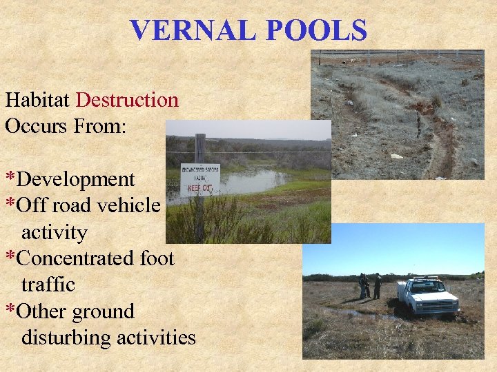 VERNAL POOLS Habitat Destruction Occurs From: *Development *Off road vehicle activity *Concentrated foot traffic
