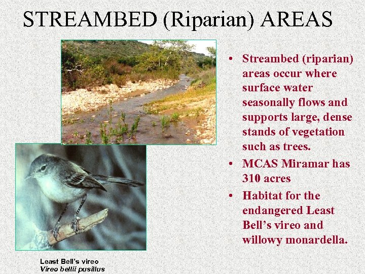 STREAMBED (Riparian) AREAS • Streambed (riparian) areas occur where surface water seasonally flows and