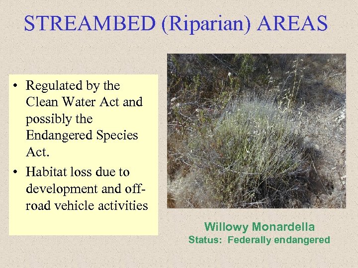 STREAMBED (Riparian) AREAS • Regulated by the Clean Water Act and possibly the Endangered