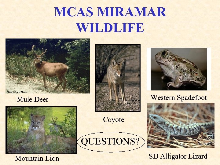 MCAS MIRAMAR WILDLIFE Western Spadefoot Mule Deer Coyote QUESTIONS? Mountain Lion SD Alligator Lizard