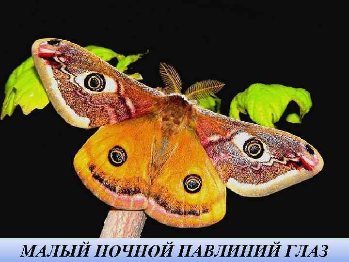 МАЛЫЙ НОЧНОЙ ПАВЛИНИЙ ГЛАЗ 