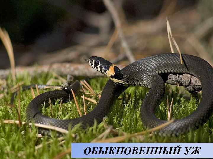 ОБЫКНОВЕННЫЙ УЖ 