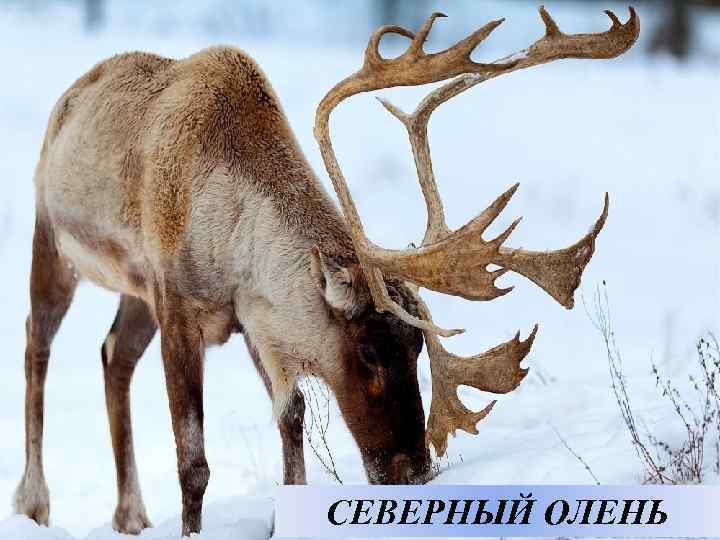 СЕВЕРНЫЙ ОЛЕНЬ 