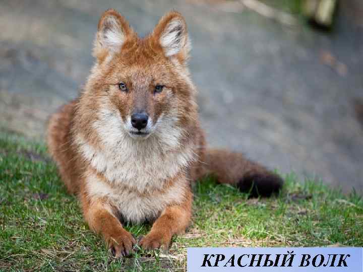 КРАСНЫЙ ВОЛК 