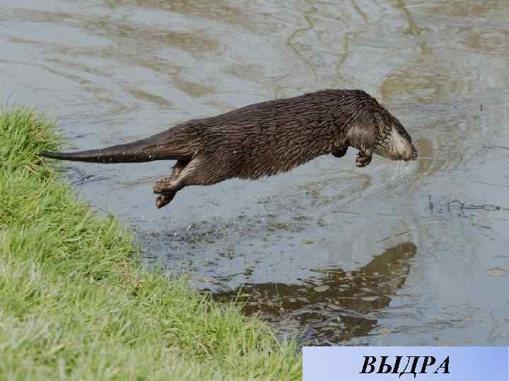 ВЫДРА 