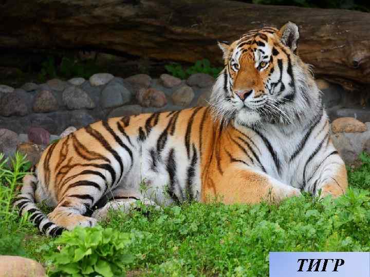 ТИГР 