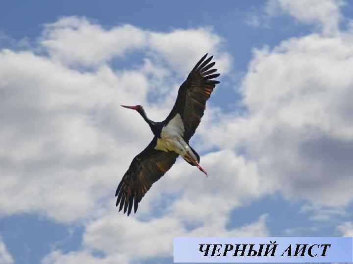 ЧЕРНЫЙ АИСТ 