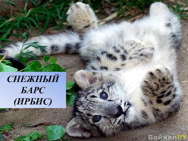 СНЕЖНЫЙ БАРС (ИРБИС) 