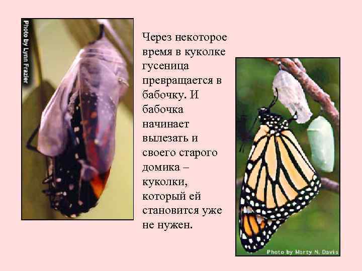 Через некоторое время в куколке гусеница превращается в бабочку. И бабочка начинает вылезать и