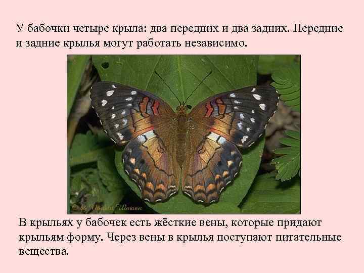 У бабочки четыре крыла: два передних и два задних. Передние и задние крылья могут