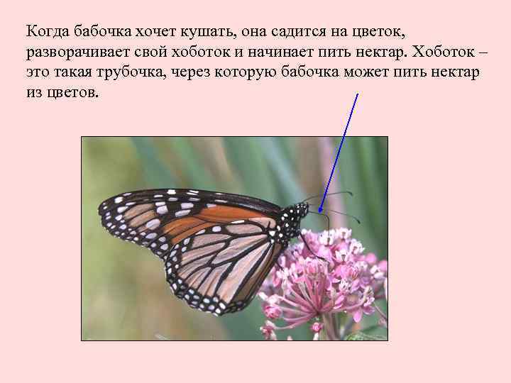 Когда бабочка хочет кушать, она садится на цветок, разворачивает свой хоботок и начинает пить