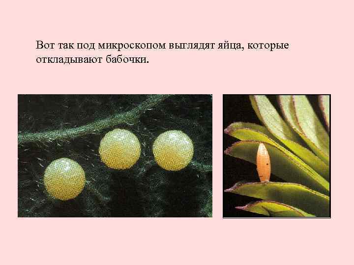 Вот так под микроскопом выглядят яйца, которые откладывают бабочки. 