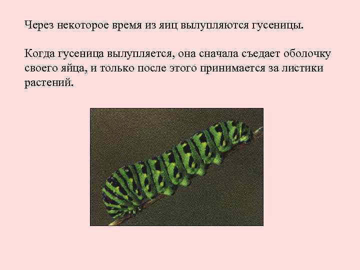 Через некоторое время из яиц вылупляются гусеницы. Когда гусеница вылупляется, она сначала съедает оболочку