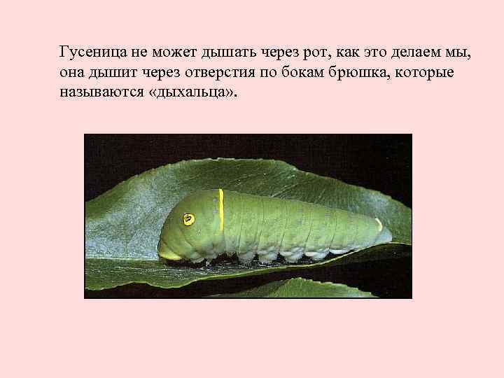 Гусеница не может дышать через рот, как это делаем мы, она дышит через отверстия