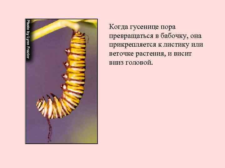 Когда гусенице пора превращаться в бабочку, она прикрепляется к листику или веточке растения, и