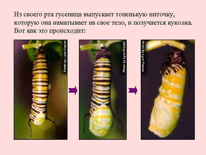 Из своего рта гусеница выпускает тоненькую ниточку, которую она наматывает на свое тело, и