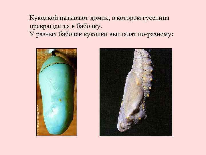 Куколкой называют домик, в котором гусеница превращается в бабочку. У разных бабочек куколки выглядят