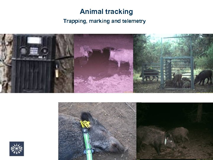 Animal tracking Trapping, marking and telemetry 